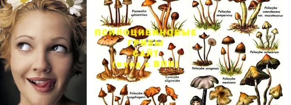 PSILOCYBIN Армянск
